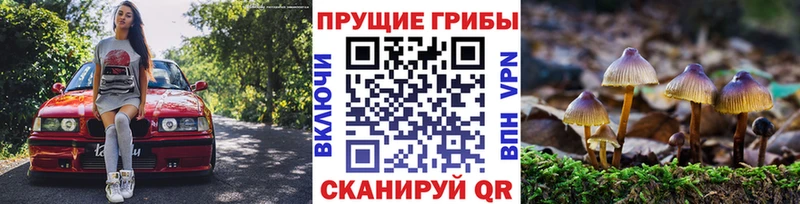 продажа наркотиков  Красный Кут  Галлюциногенные грибы Psilocybe 